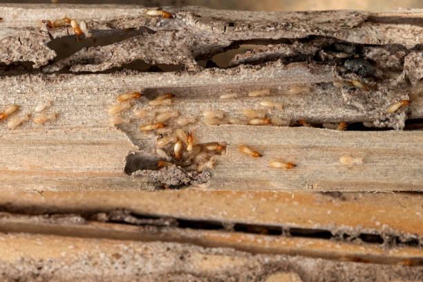 Best Pest Inspection Near Me  in Seffner, FL
